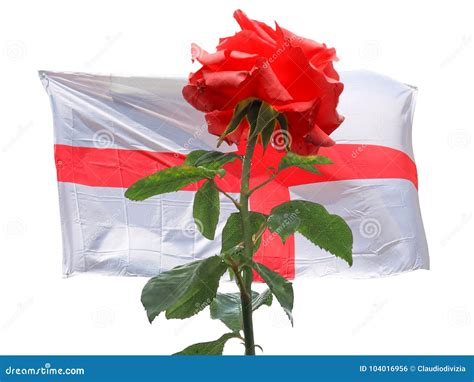 Red Rose Over English Flag Of England Stock Photo Image Of Rose