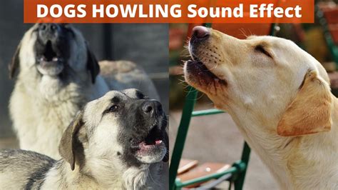 Dogs Howling Sound Effect Youtube