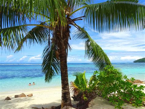 Free Picture Horizon Tropical Sand Beach Summer Ocean Sea Coconut