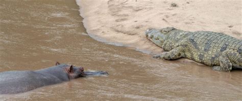 Hippo Comes To The River To Show The Crocodiles Who The Real Boss Is