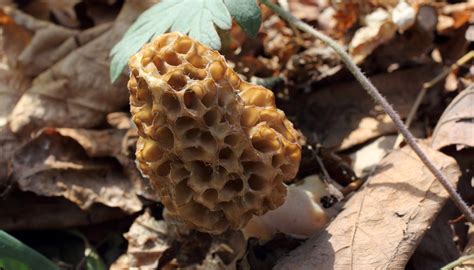 Edible Wild Mushrooms In Illinois Sciencing