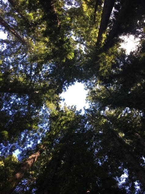 Redwood Cathedral At Henry Cowell Redwood State Park Near Santa Cruz