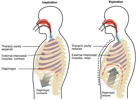 As The Thoracic Muscles Relax What Happens To The Volume Of The
