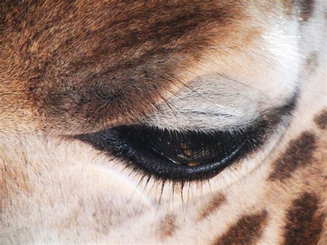 Giraffe Eye Animals Pinterest