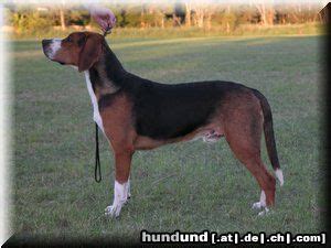 Know their child friendliness, common health issues, trainability and behavior to fing out if they are right breed for you. Hamiltonstövare Foto 11384 - hundund.de