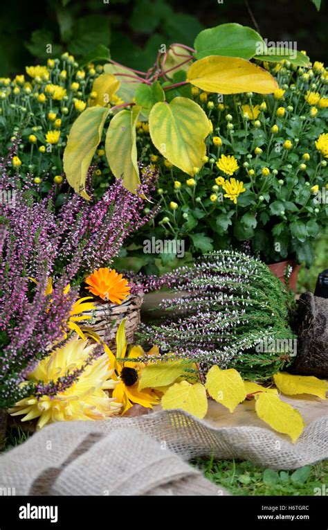 Autumn Vegetable Garden Stock Photo Alamy