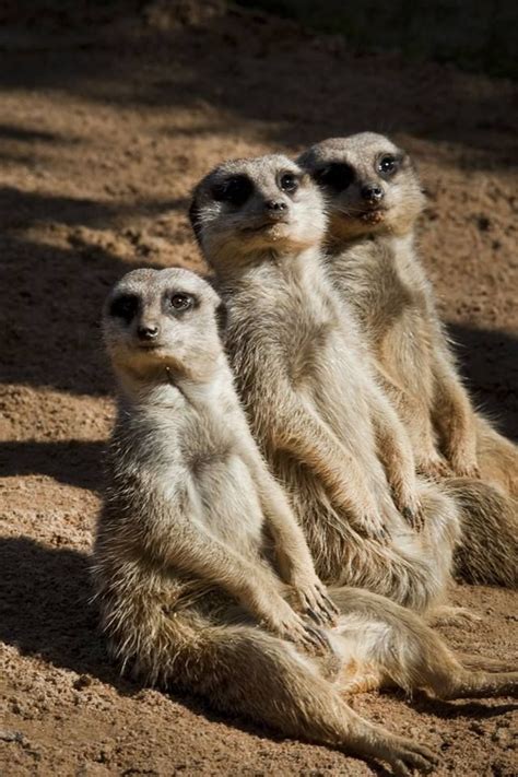 47 Best Images About Animals Meerkats On Pinterest