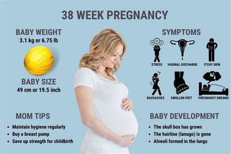 38 Weeks Pregnant Symptoms Ultrasound Baby Development