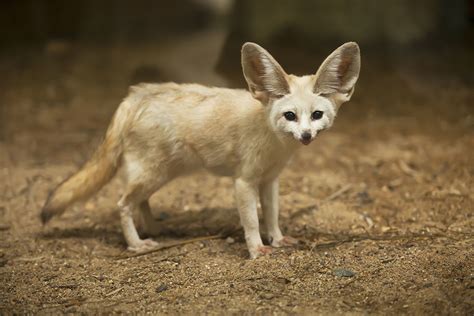 Fennec Fox Plush Animal Adoptions From World Wildlife Fund