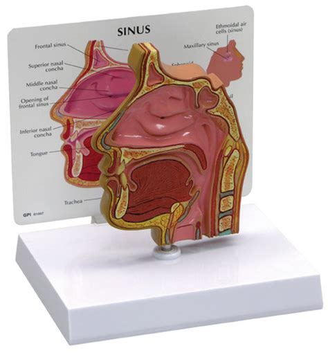 Sinus Anatomical Model Clear Full View Clinical Charts And Supplies