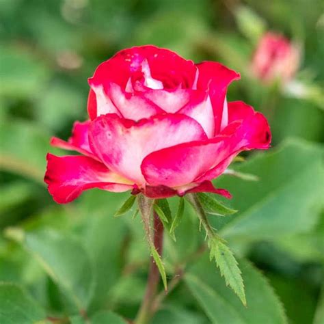 Love At First Sight Hybrid Tea Rose Bush Bareroot