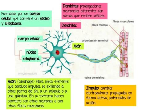 Clasificacion De Las Neuronas Segun Su Estructura Varias Estructuras