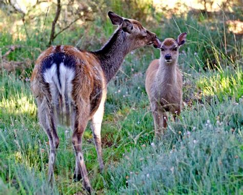 Sika Deer Real New Forest Guide