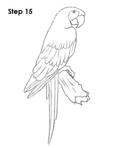 How To Draw A Scarlet Macaw Macaw Art Parrot Drawing Bird Drawings