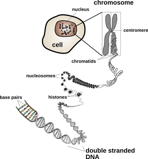 Chromosomes And Karyotypes Biology Libretexts