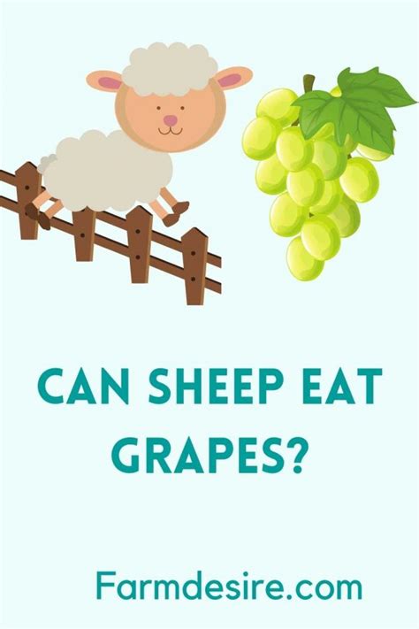 Can Sheep Eat Grapes 3 Ways To Feed Farming Base