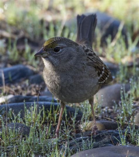 Golden Crowned Sparrow Zonotrichia Atricapilla Ancil Hof Flickr