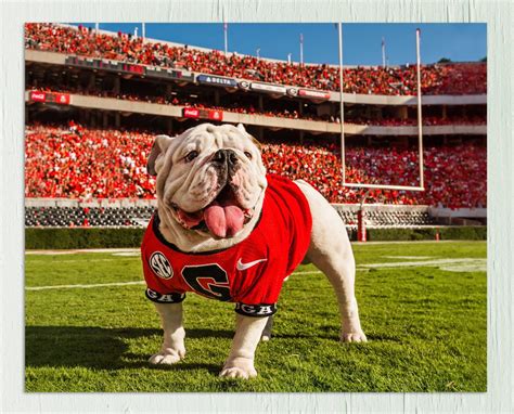 Uga Georgia Bulldogs Art Uga X In The Endzone Mascot Photo Print