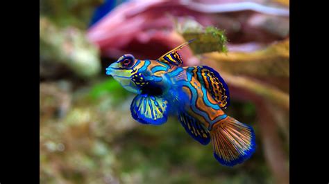 Top 10 Most Beautiful And Colorful Fish Youtube