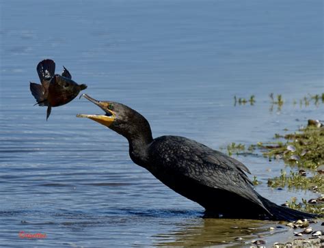 Florida Cormorant Catching Fish