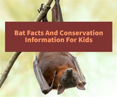 Learn Bat Facts And Bat Conservation Efforts Bat Facts Bats Unit