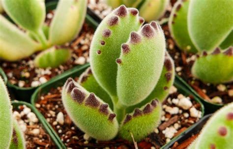 Cotyledon Tomentosa Garra De Oso Guía De Cuidados Succulent Capital