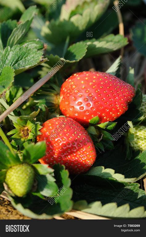 Strawberries On Vine Image And Photo Free Trial Bigstock