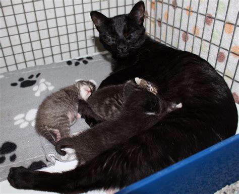 Friends of Turlock Animal Shelter - Home | Facebook