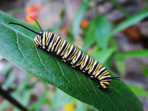 Caterpillar 1501771323jru Gill Garden Center Landscape Co