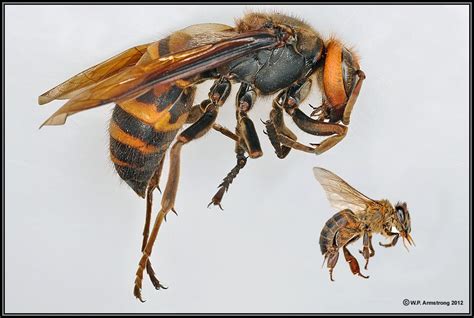 Giant Japanese Hornet Size Comparison To Honey Bee Japanese Giant Hornet Insect Orders