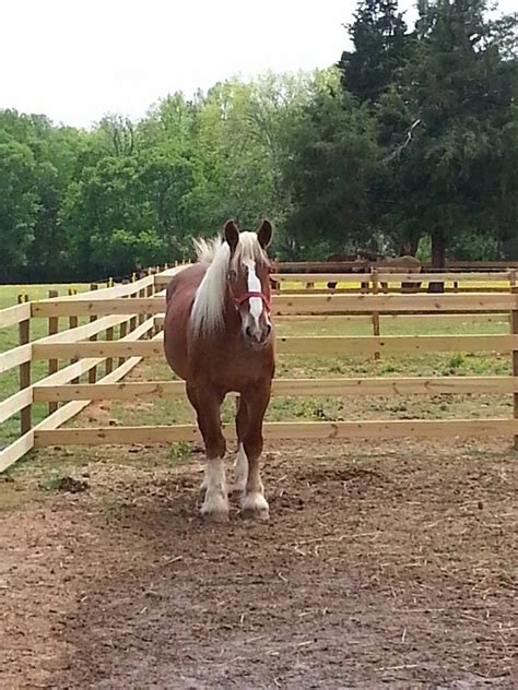 Chattanooga Area Horseback Riding Dutchess Trails End Ranch