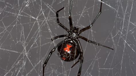 Black Widow Spider Web Gives Up Dna Secrets Bbc News