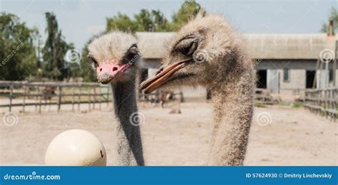 Two Ostriches Looking At The Ostrich Eggs At The Ostrich Farm Stock