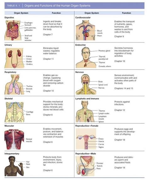 Image Result For 11 Organ Systems Organ System Human Body Systems