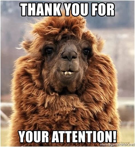 These images can be used on any social medium, including pinterest, instagram or google plus. Thank you for your Attention! - alpaca thanks you | Meme ...