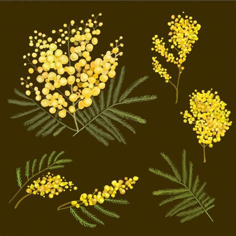 Illustration Mimosa Botanique Flower Graphic Plant Illustration