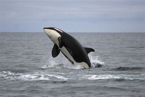 Orca Breaching Prince William Sound Photograph By Hiroya Minakuchi Pixels