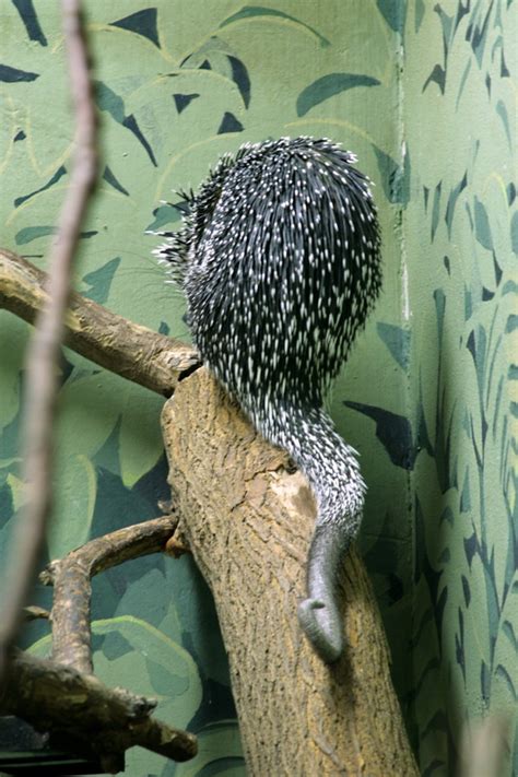 Prehensile Tailed Porcupine Coendou Prehensilis A Photo On Flickriver