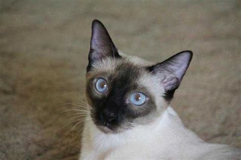 Ragamese Ragdoll Siamese Kittens Beautiful For Sale Adoption From