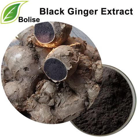 Black Ginger Extract Suppliersmanufacturers From Bolise