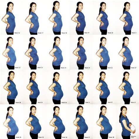 Живот при беременности изменения факторы нормы размеров и отклонения
