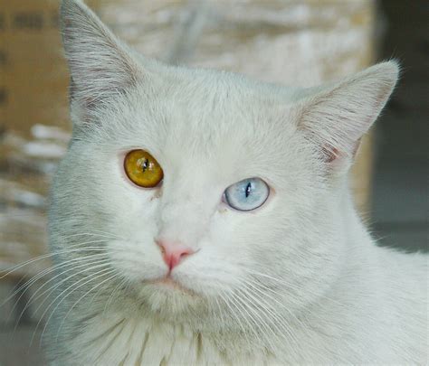 blue brown eyed cat  guatemwc redbubble