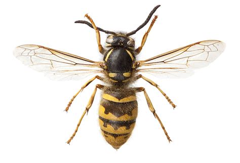 wasps complete pest control