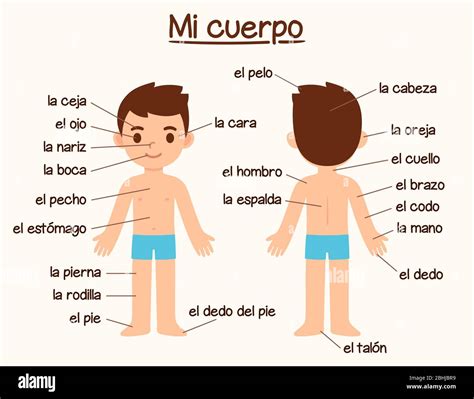 Mi Cuerpo My Body Diagram Of Human Body Parts In Spanish For