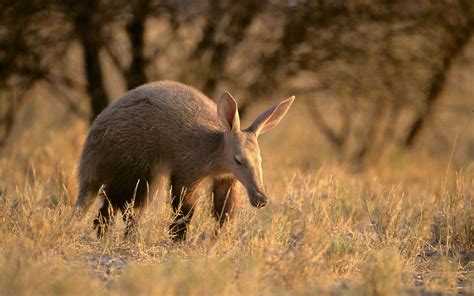 The Aardvark Namibia African Words Land Of The Brave Lincoln Park