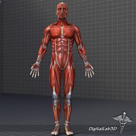 Human Male Muscular System 3d Model Cgtrader