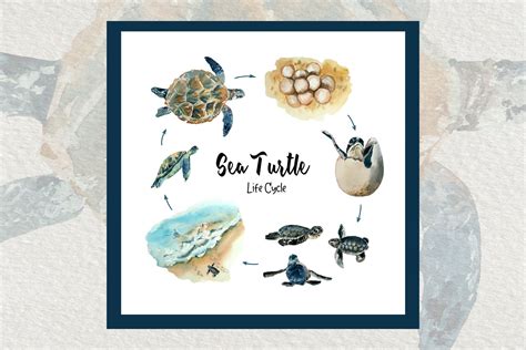 Watercolor Sea Turtle Life Cycle Clip Art And Print Watercolor Sea