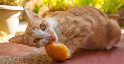 Can Cats Eat Bread A Complete Guide To Cats And Bread