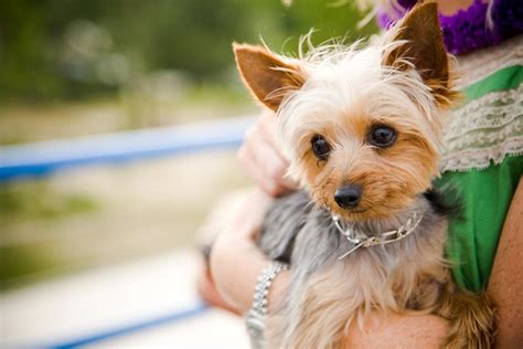 Miniature Yorkshire Terrier Best Dog Photos Ever Yorkies And Others