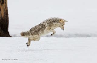 Coyote Pouncing Jumping For Vole In The Snow Yellowstone Flickr